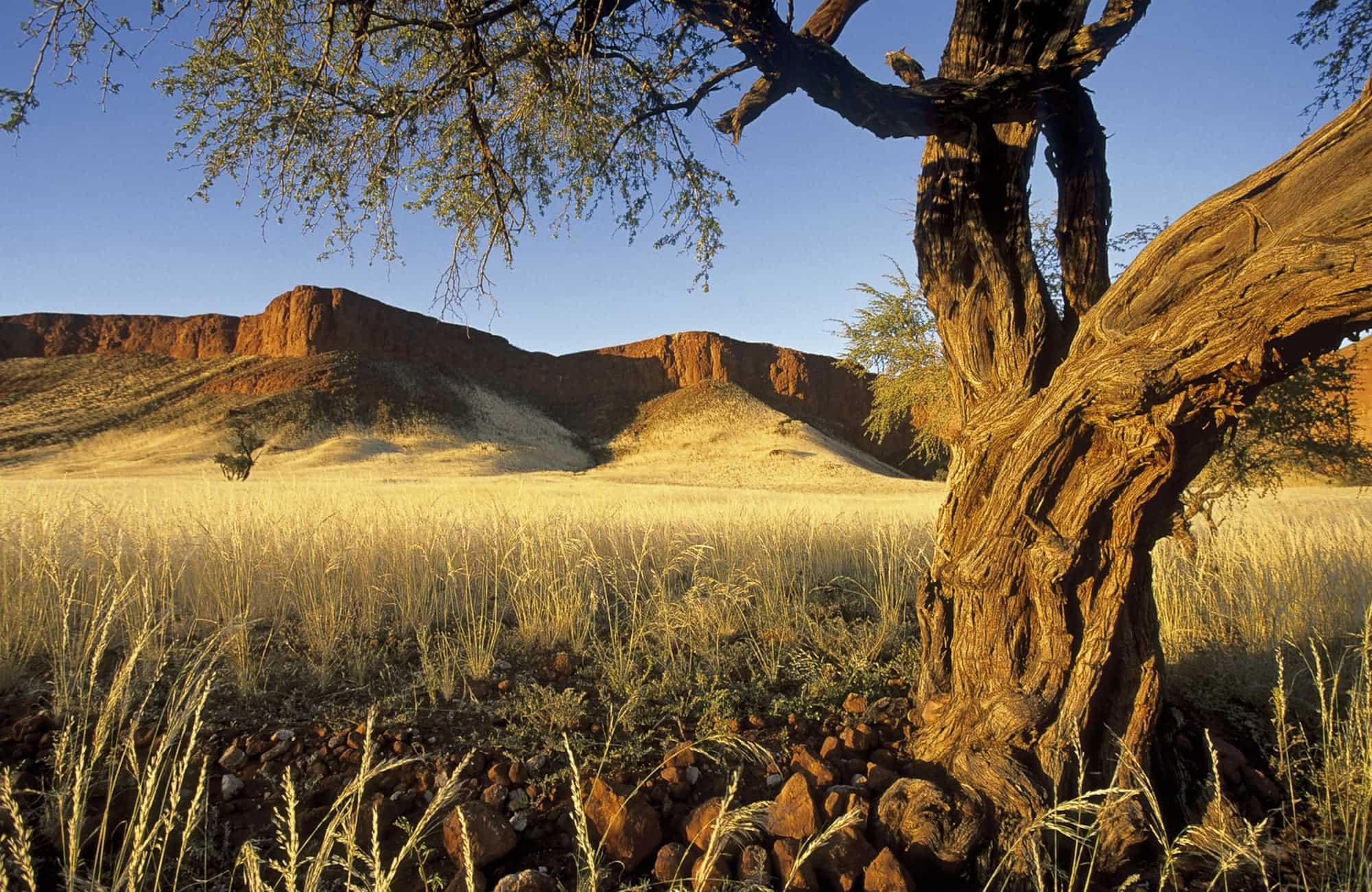 Namib Experience (6)